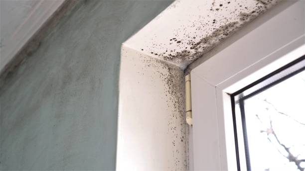 Best Black Mold Remediation in Gig Harbor, WA