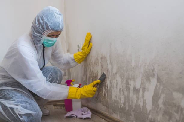 Best White Mold Remediation in Gig Harbor, WA