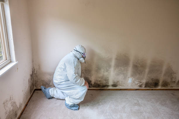 Best Localized Mold Remediation (e.g., coastal areas, humid climates) in Gig Harbor, WA